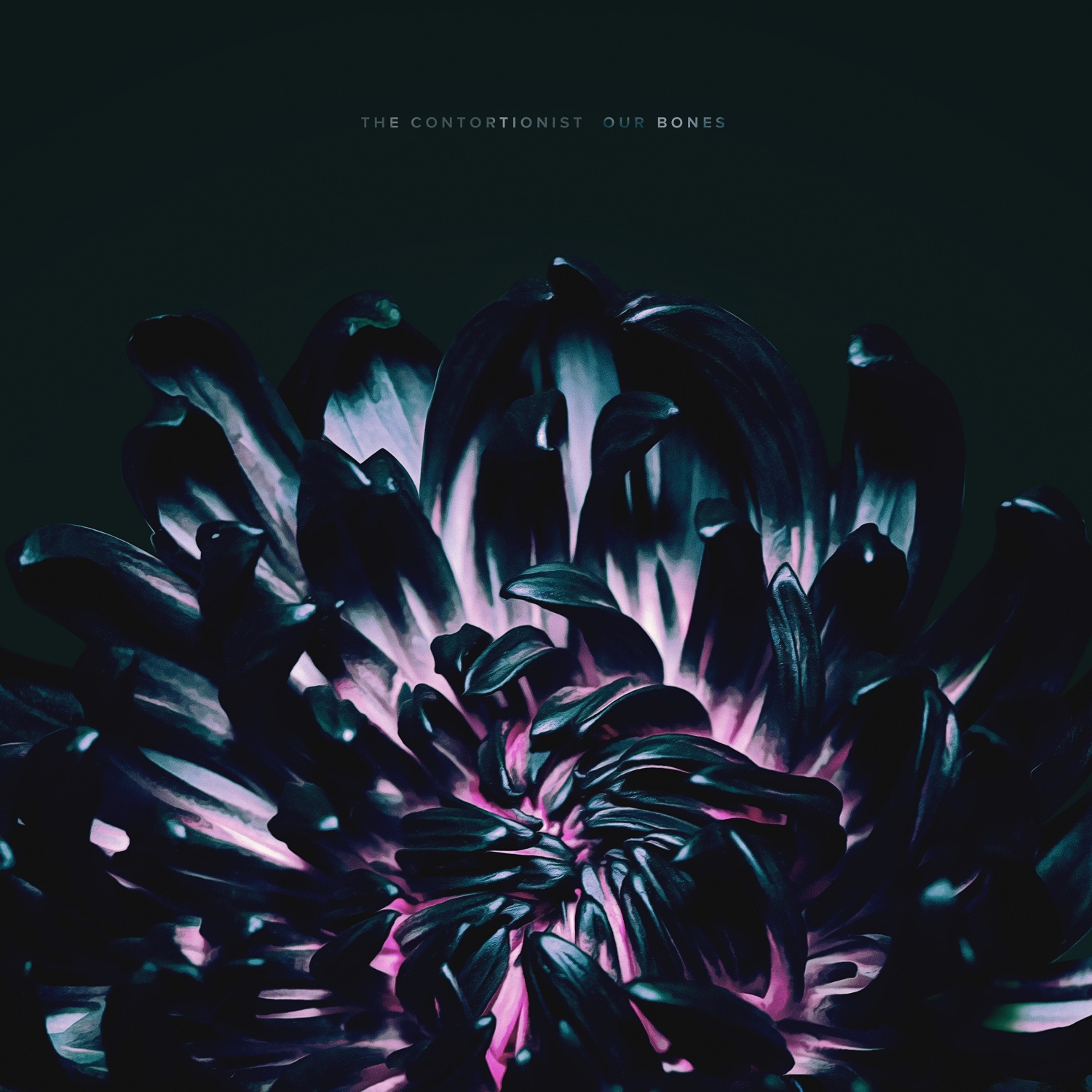 Review: The Contortionist - Our Bones